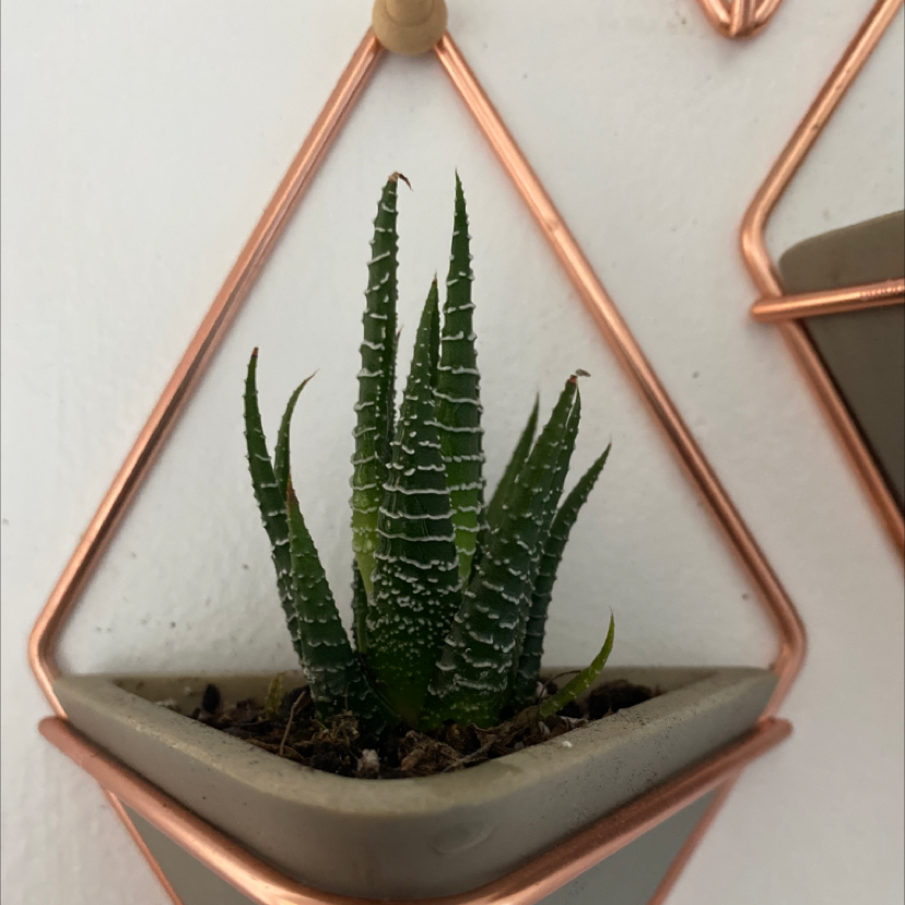Zebra Plant plant photo by @bekahheidel named Zebra on Greg, the plant care app.