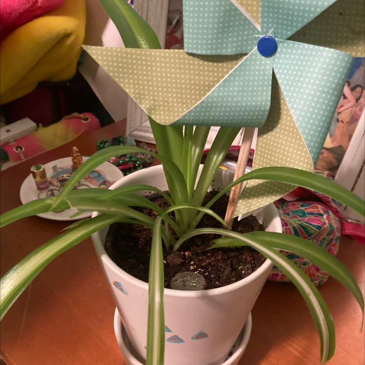 Spider Plant plant photo by Kylie named Jerry on Greg, the plant care app.