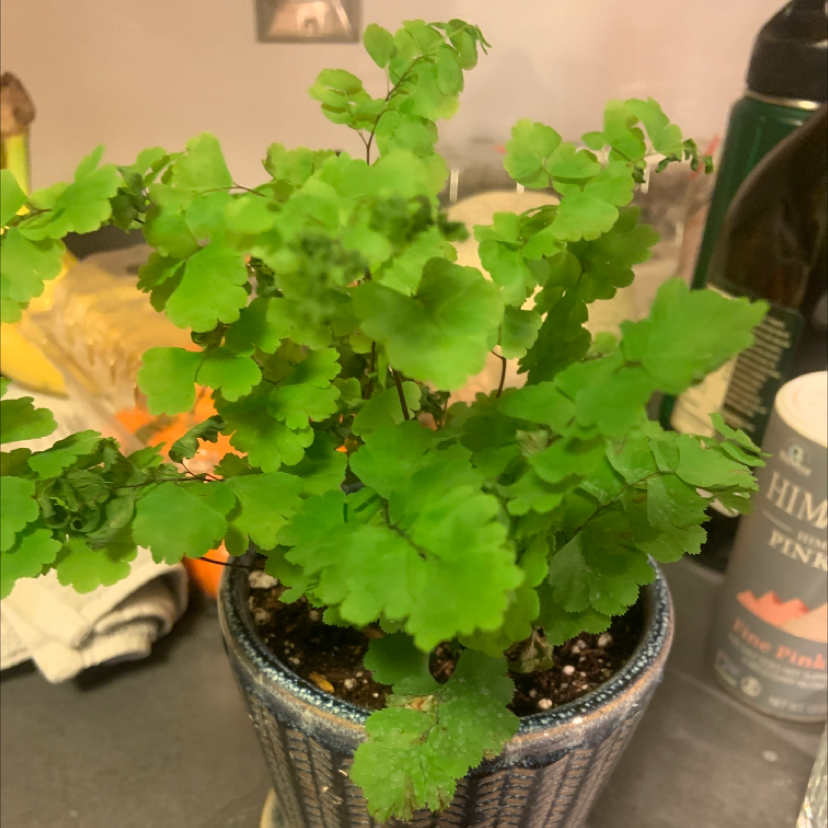A healthy Maidenhair Fern in a pot with vibrant green leaves.