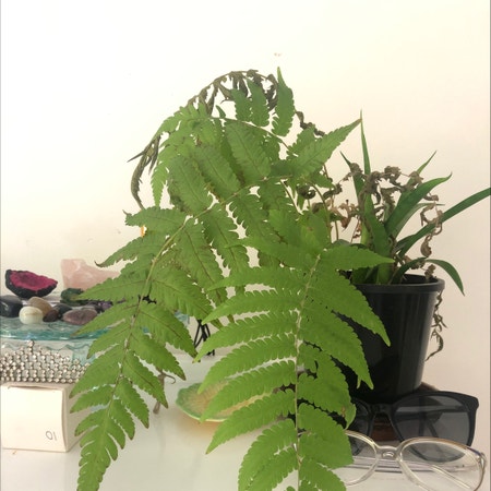 Photo of the plant species Worm Fern by Ang named Confucius on Greg, the plant care app