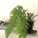 Calculate water needs of Worm Fern