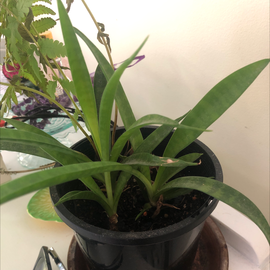 Photo of the plant species Sansevieria bacularis by @ang named Laozi on Greg, the plant care app