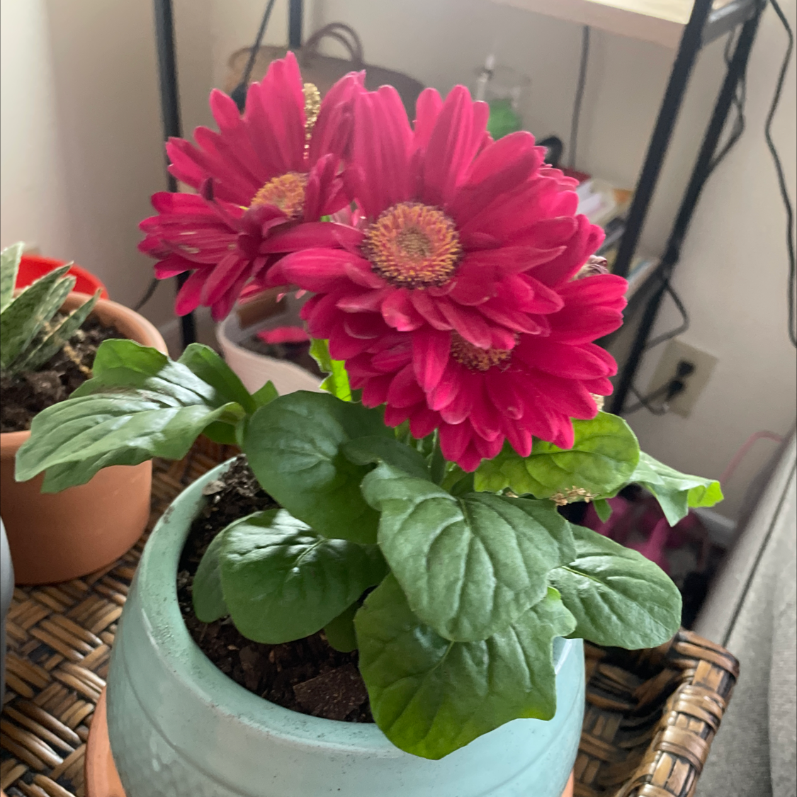 Gerbera plant with vibrant red flowers in a blue pot, healthy green leaves, and visible soil.