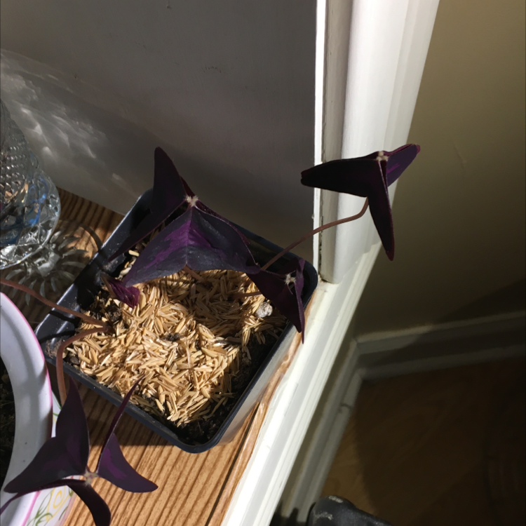Close-up of a healthy Purple Shamrock plant with dark triangular leaves in a black plastic pot filled with dry, light-colored growing media.