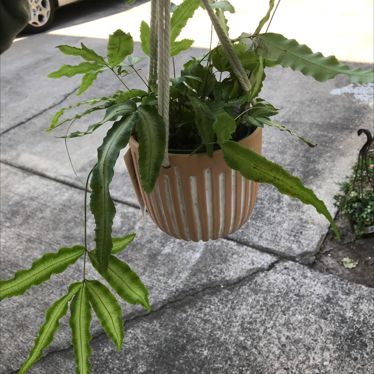 Hanging pot with a healthy Cretan Brake plant in an outdoor setting.