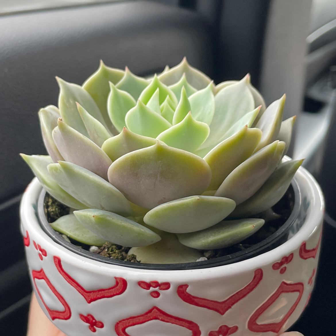 Photo of the plant species Echeveria 'Lola' by @jaxsatch named lola on Greg, the plant care app