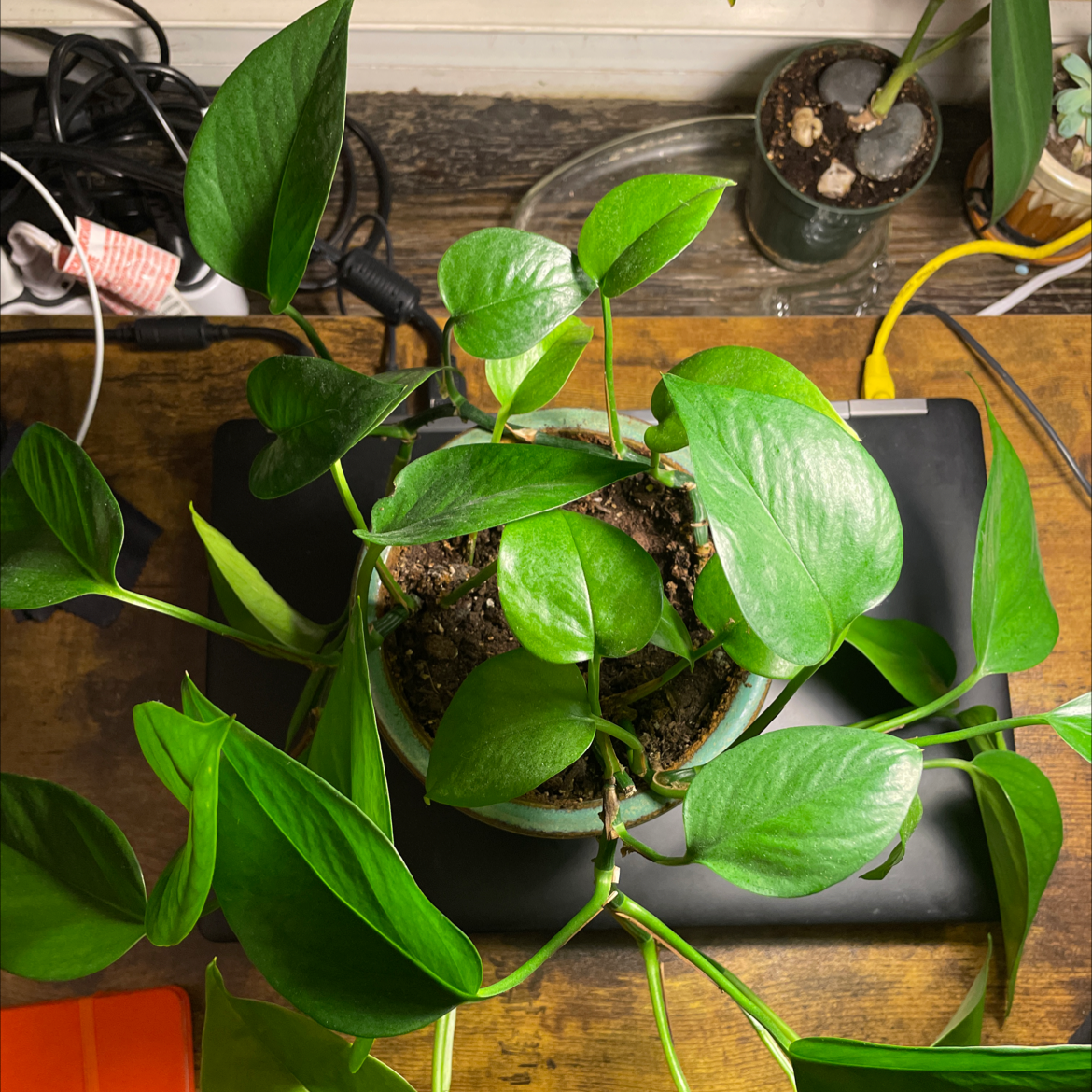 Jade Pothos plant photo by @brunettesea named Robin on Greg, the plant care app.