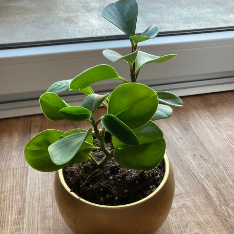Photo of the plant species Baby Rubber Plant by @Sundaynaps named Daphne on Greg, the plant care app