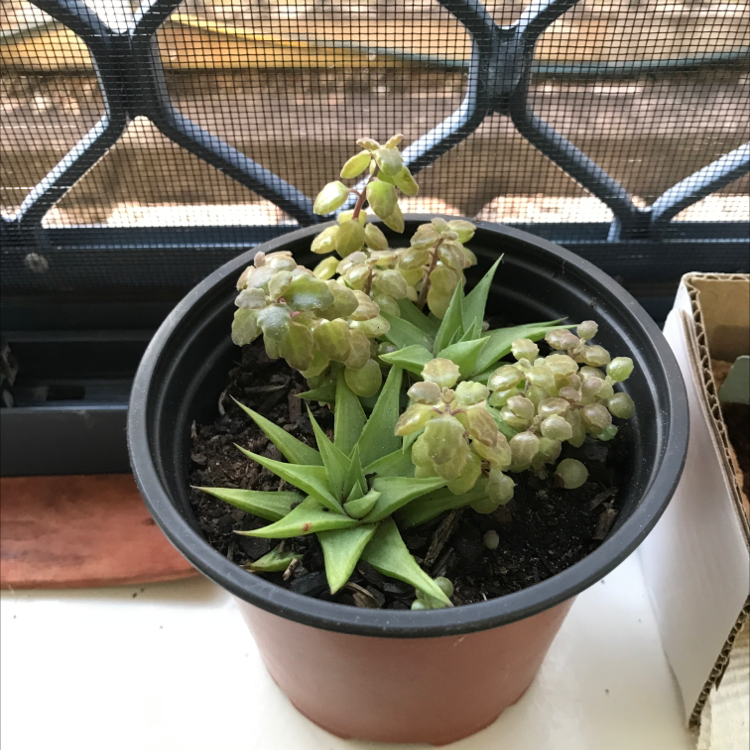 Potted Echeveria 'Black Knight' plant, healthy with visible soil.