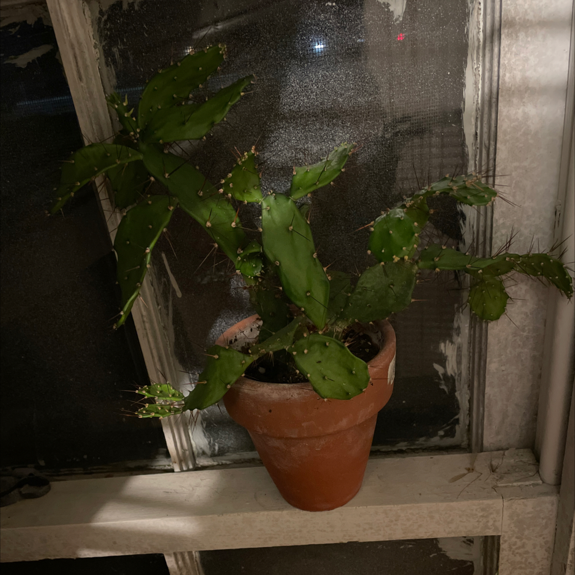 Potted Brazilian Pricklypear cactus on a windowsill in a dimly lit room.
