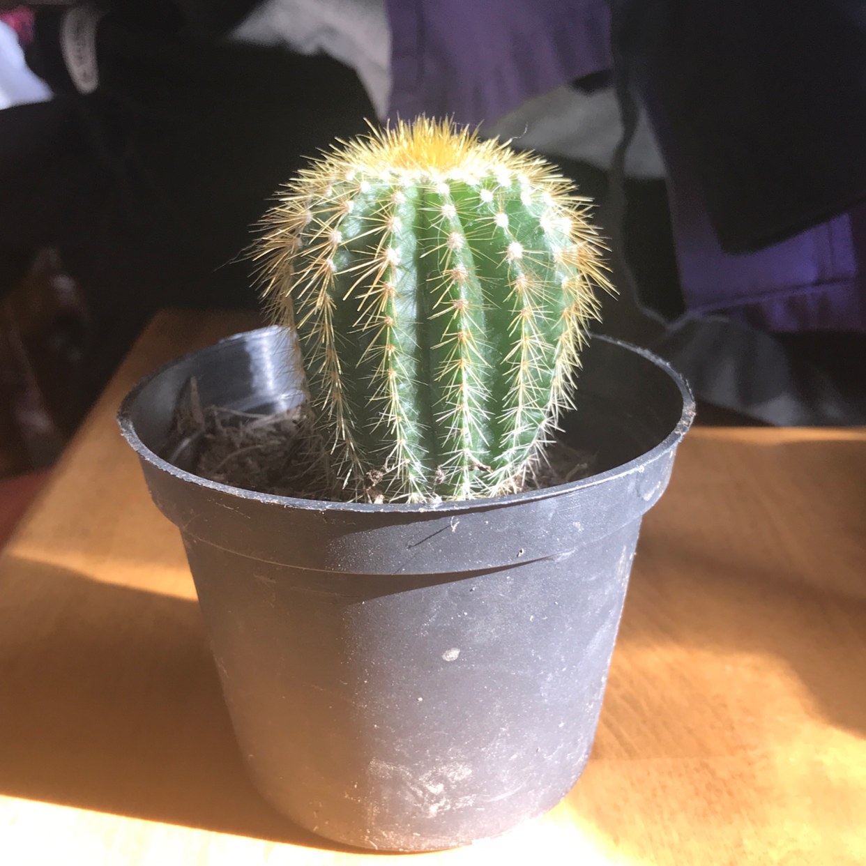 Golden Barrel Cactus plant photo by @psrj1719 named james on Greg, the plant care app.