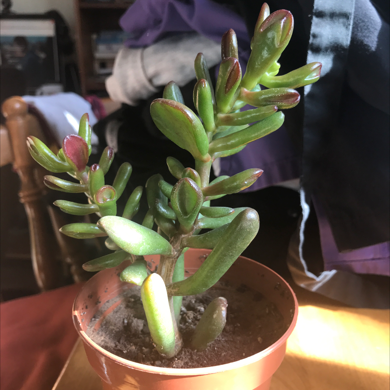 Lucky Plant plant photo by @psrj1719 named michael on Greg, the plant care app.