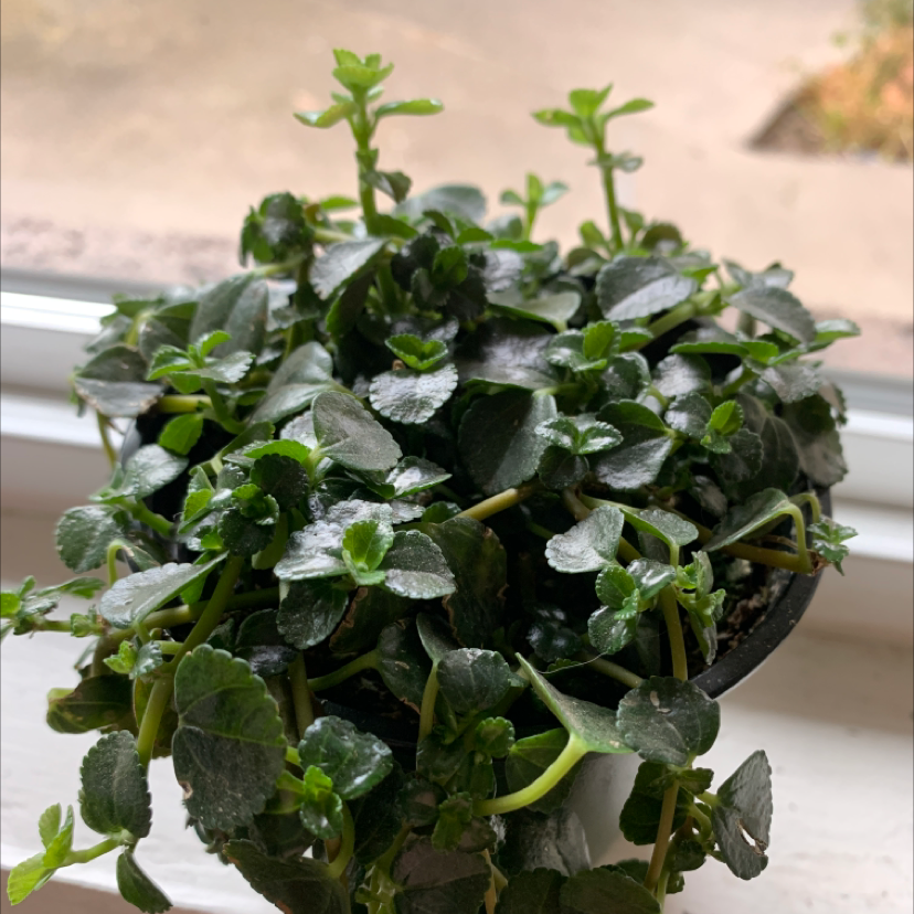 Healthy Pilea peperomioides 'Baby Tears' plant with dense green round leaves, compact growth habit, in well-draining soil mix.