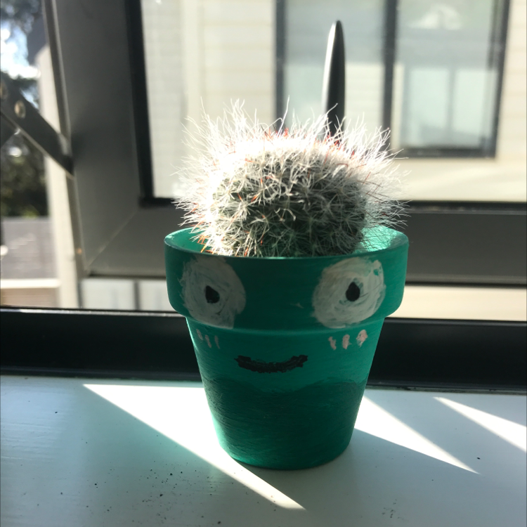 Healthy Simpson's Hedgehog Cactus with long white spines in a green smiley face pot on a sunny windowsill.