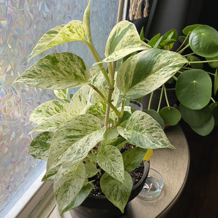 Taro Vine plant photo by @alexnoonan named Petey Pothos on Greg, the plant care app.