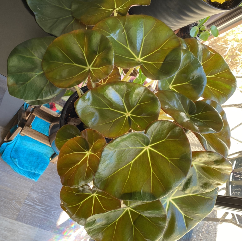 Begonia cucullata plant photo by @alexnoonan named Jeffery on Greg, the plant care app.