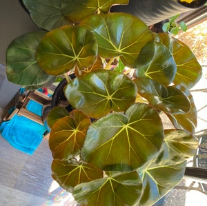 Begonia cucullata plant photo by @alexnoonan named Jeffery on Greg, the plant care app.