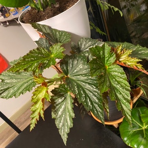 Begonia 'Gryphon' plant photo by Alexnoonan named Benny on Greg, the plant care app.