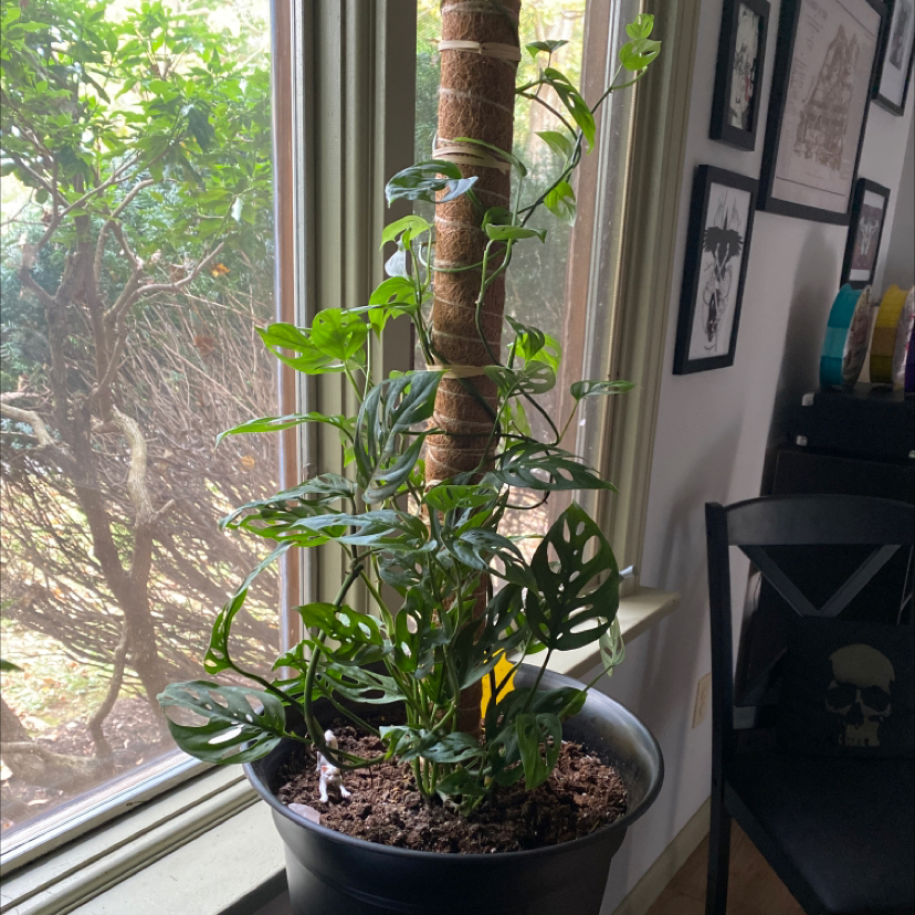 Swiss Cheese Vine plant photo by @alexnoonan named Swissy on Greg, the plant care app.