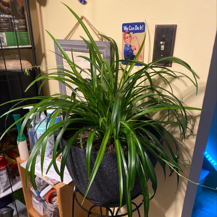 Spider Plant plant photo by @alexnoonan named Spider Kitchen on Greg, the plant care app.