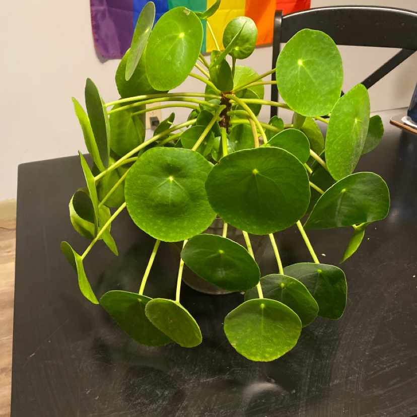 Chinese Money Plant plant photo by @alexnoonan named Ol’ Dirty Bastard on Greg, the plant care app.