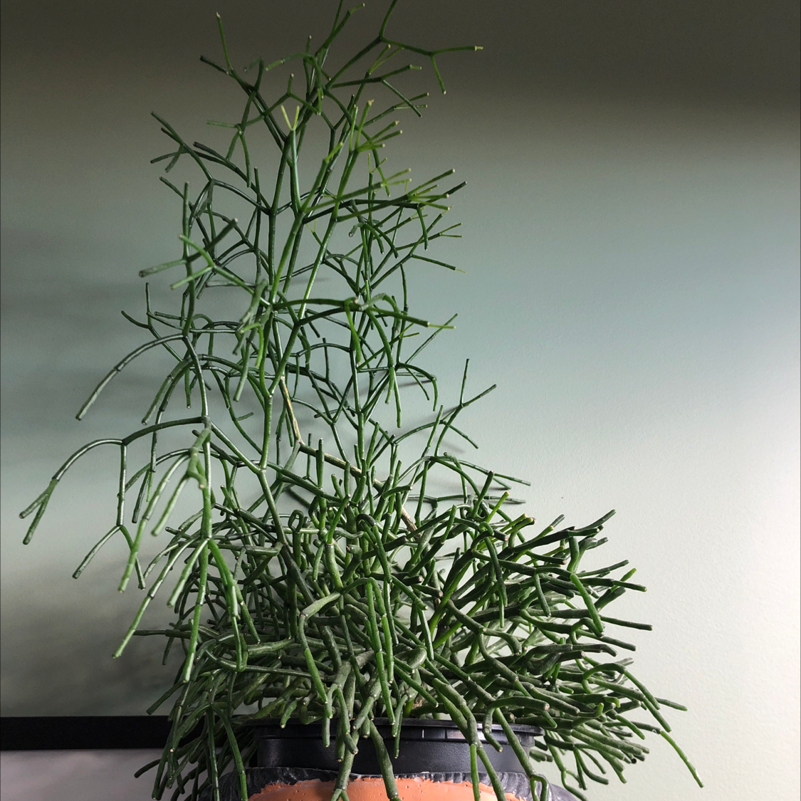Healthy Mistletoe Cactus with long, slender green stems in a pot.