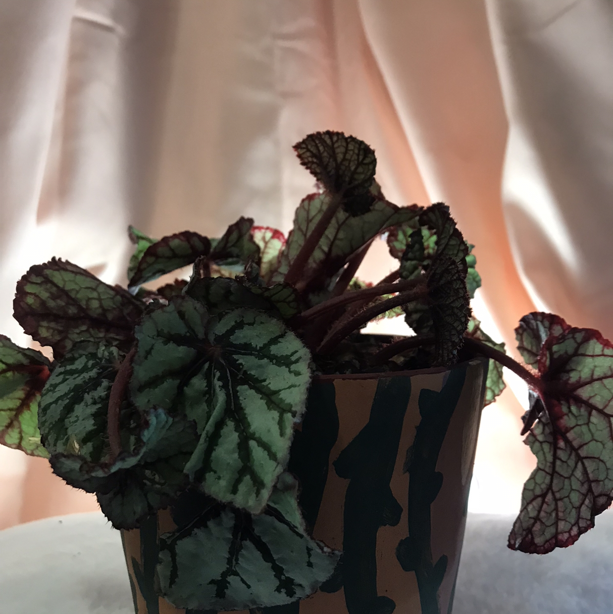 Rex Begonia plant photo by @hondeydragonwithplants named Snudew on Greg, the plant care app.