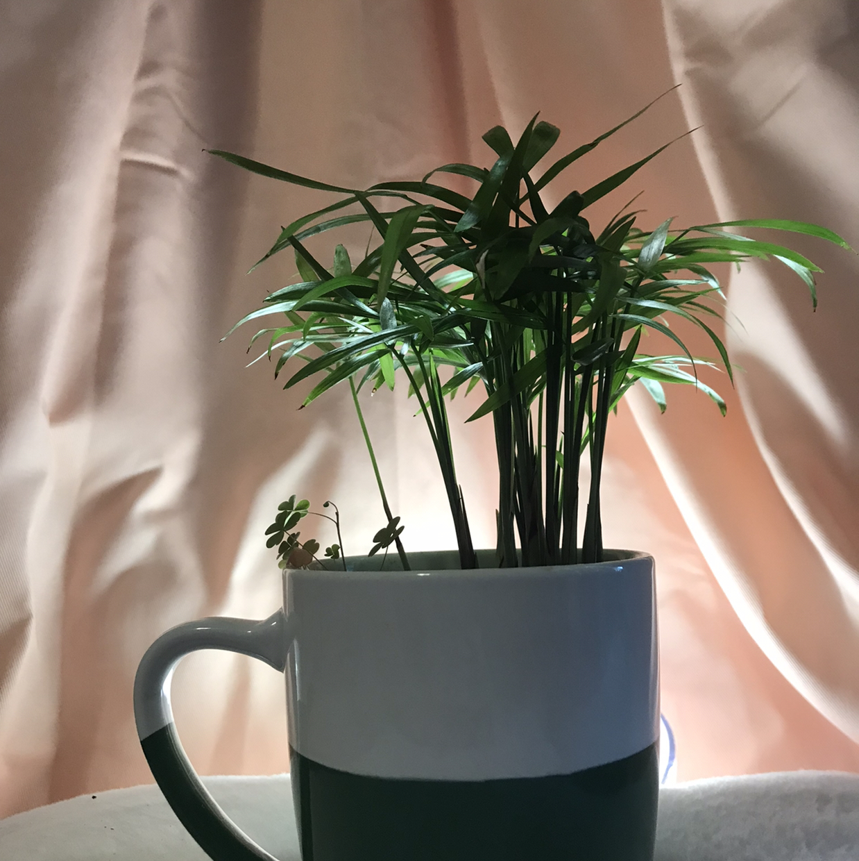Parlour Palm plant photo by @hondeydragonwithplants named Tree on Greg, the plant care app.