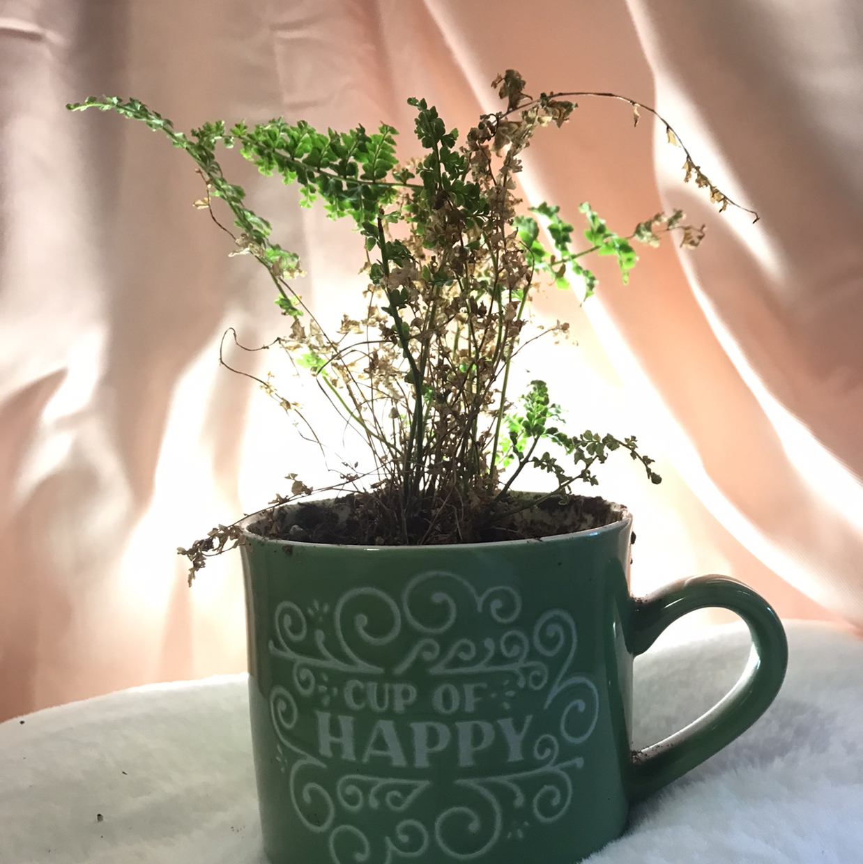 Boston Fern plant photo by @hondeydragonwithplants named Fern on Greg, the plant care app.