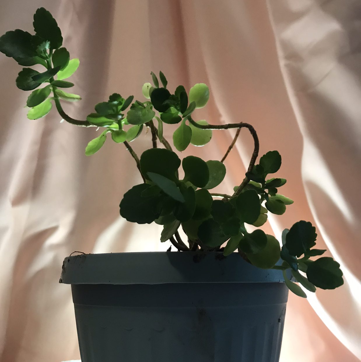 Florist Kalanchoe plant photo by @hondeydragonwithplants named Your plant on Greg, the plant care app.