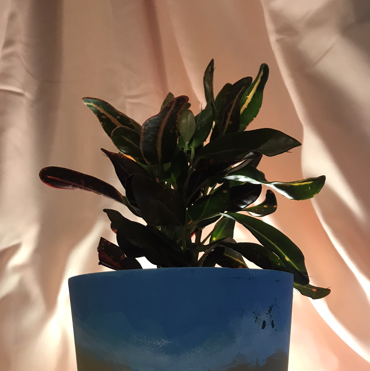 Gold Dust Croton plant photo by @hondeydragonwithplants named gill on Greg, the plant care app.