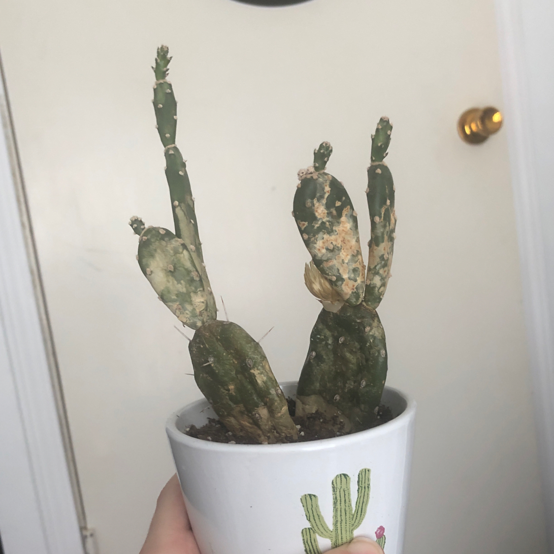 Potted Barbary Fig plant with discoloration on pads, held by a hand.