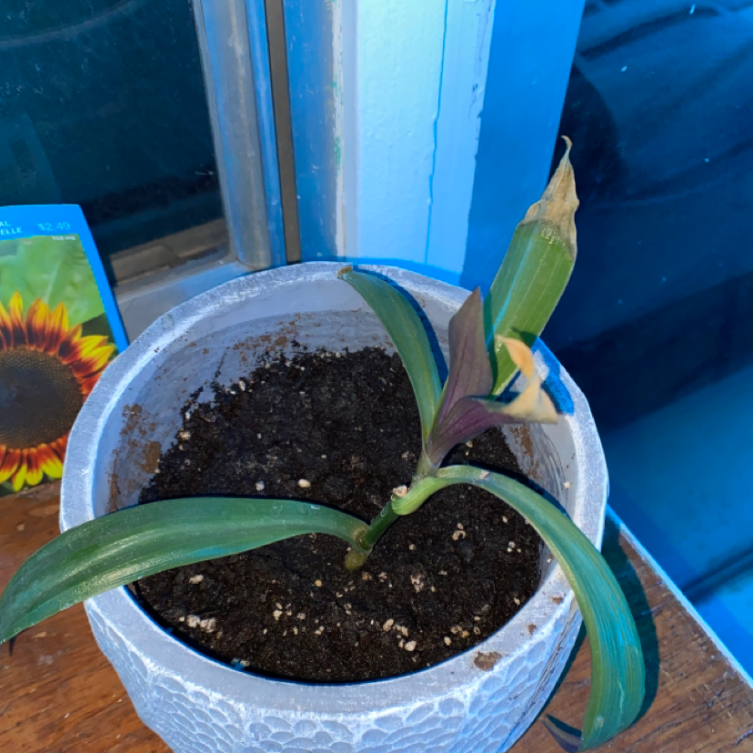 Moses-in-the-Cradle plant photo by @meghanfoley11 named Leonardo on Greg, the plant care app.