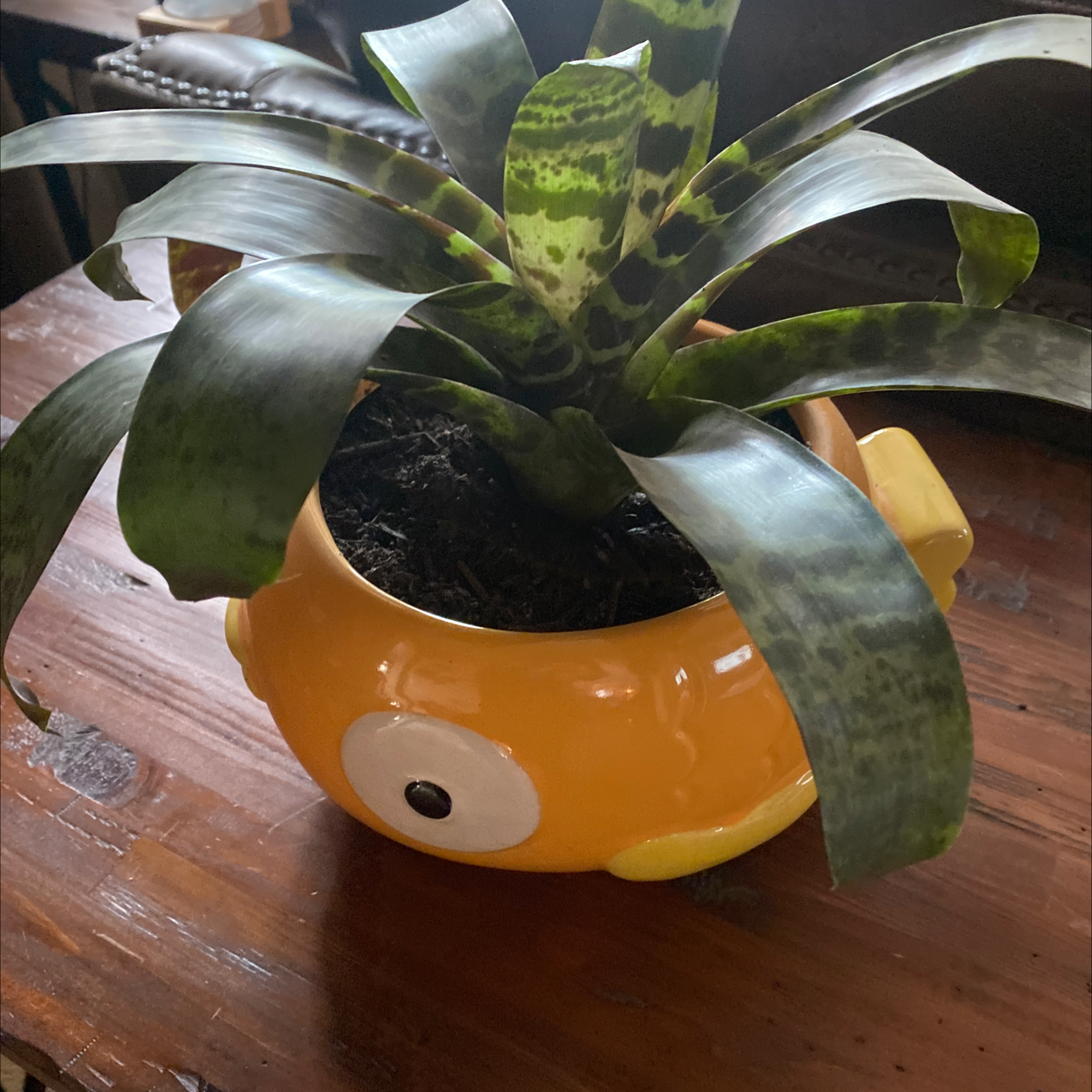 Urn Plant in a decorative pot with broad, patterned leaves.