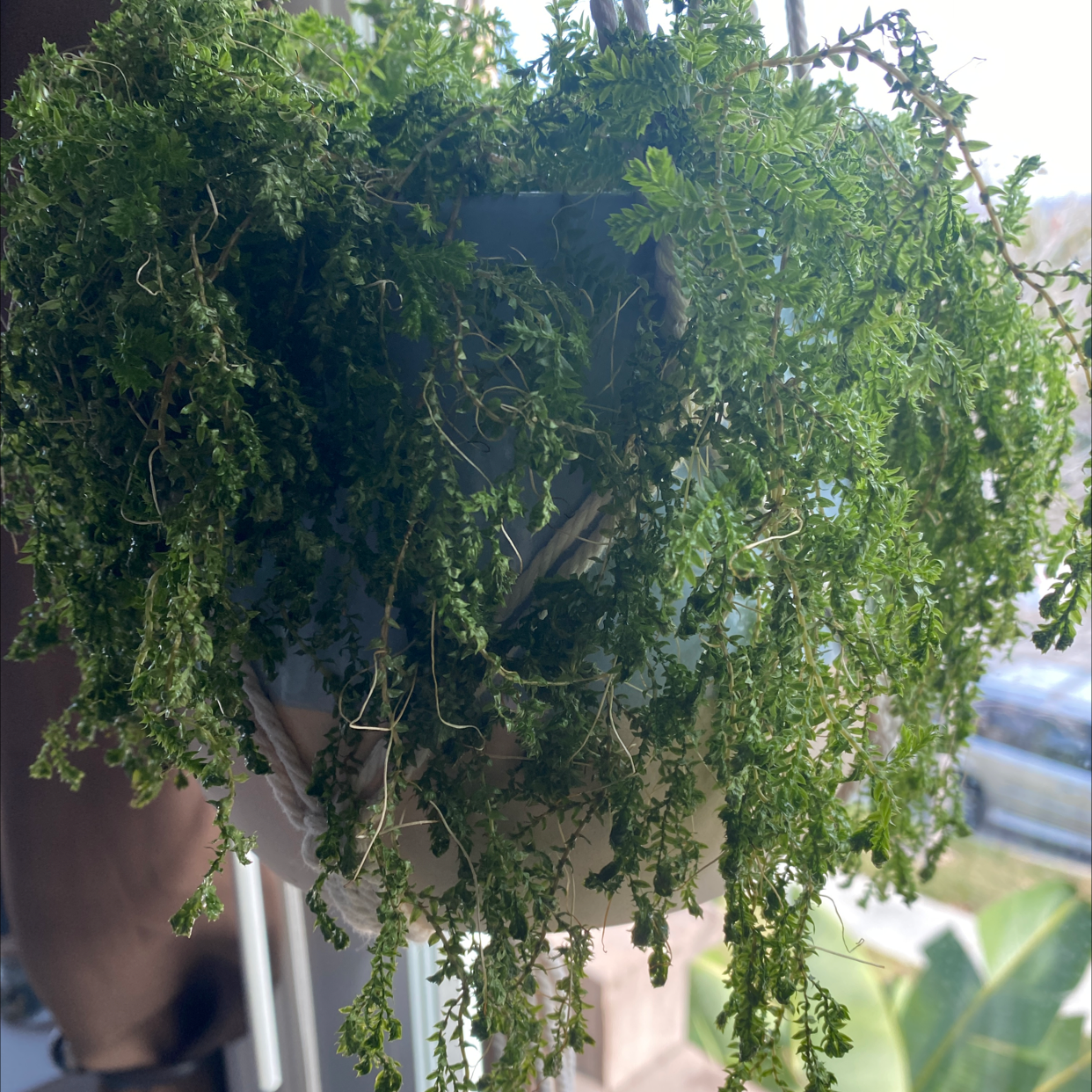 Hanging basket filled with healthy, trailing club moss plants outdoors in dappled sunlight.