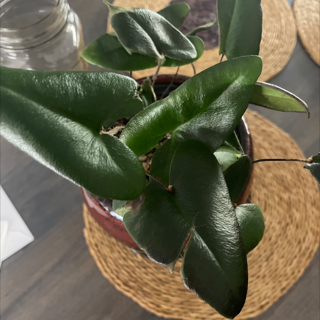 Heart Fern plant with healthy, glossy green leaves in a pot.