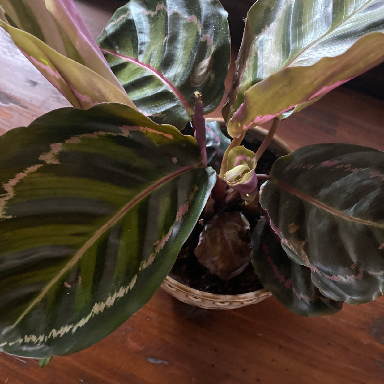 Rose Calathea plant photo by Mindy named Big Leaves on Greg, the plant care app.