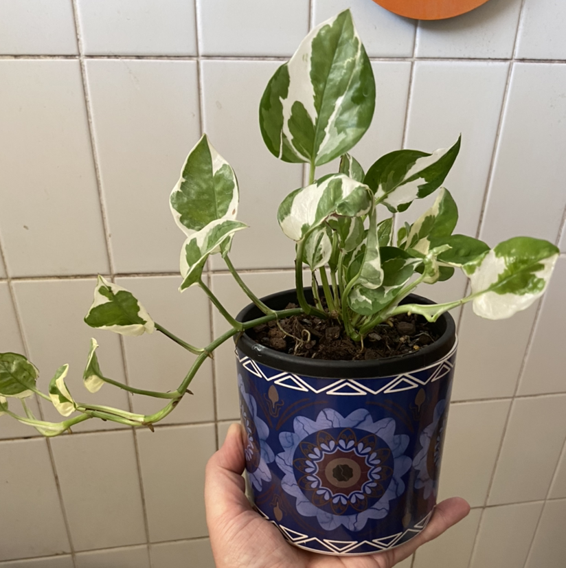 Photo of the plant species Snow Queen Pothos by @MrdR named Tilda on Greg, the plant care app