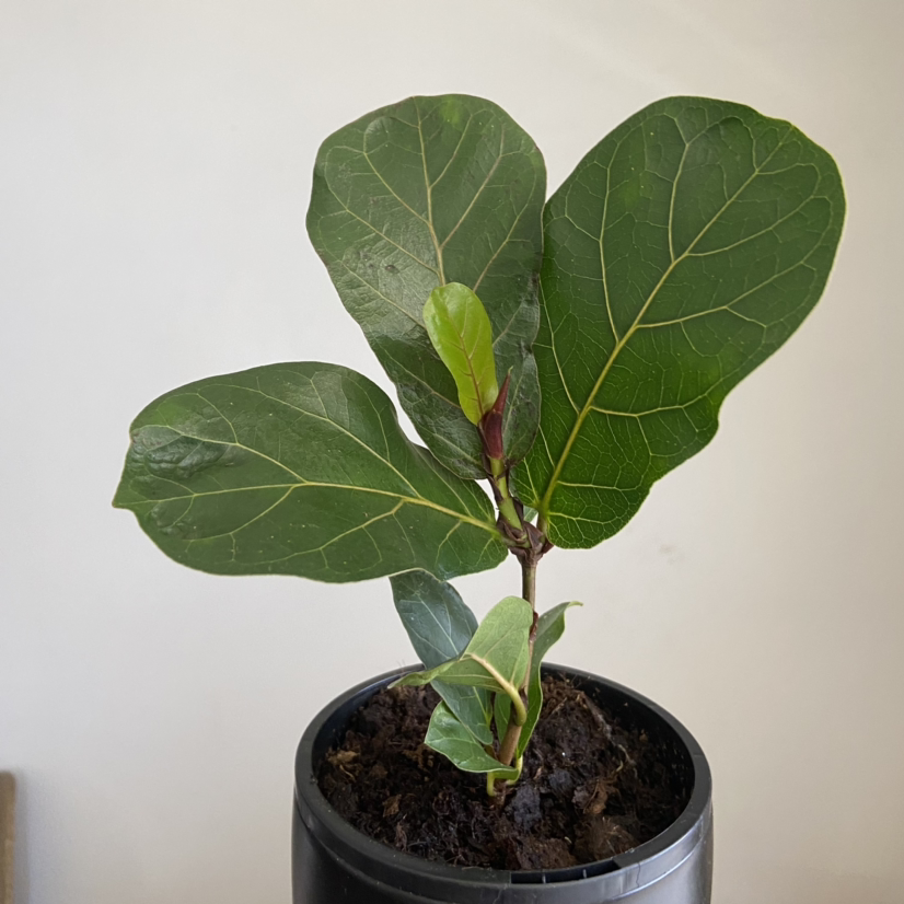 Photo of the plant species Dwarf Fiddle Leaf Fig by @MrdR named Newton on Greg, the plant care app