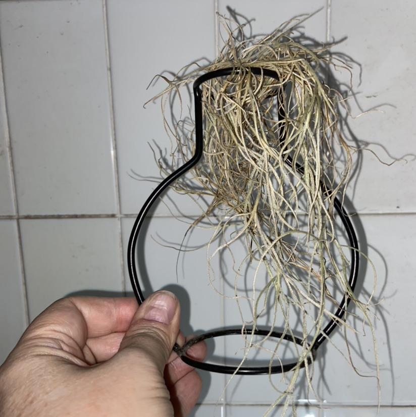 Spanish Moss plant held in a metal frame against a tiled background, showing signs of yellowing.