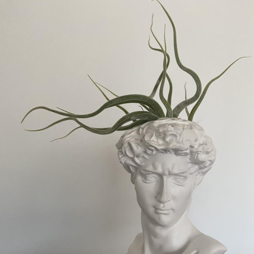 Photo of the plant species Medusa Head Air Plant by @MrdR named I woke up like this on Greg, the plant care app