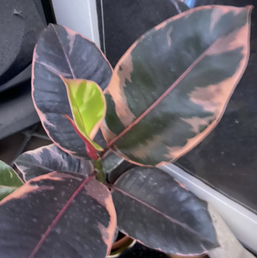 Photo of the plant species Ficus 'Ruby' by @MrdR named My name’s not Ruby on Greg, the plant care app
