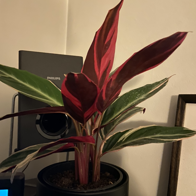 Stromanthe sanguinea 'Tricolor' plant with vibrant variegated leaves in a pot.
