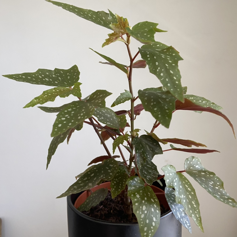 Photo of the plant species Angel Wing Begonia by @MrdR named Speck on Greg, the plant care app