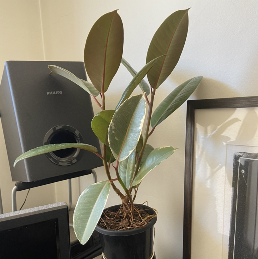 Photo of the plant species Burgundy Rubber Tree by @MrdR named Ron on Greg, the plant care app