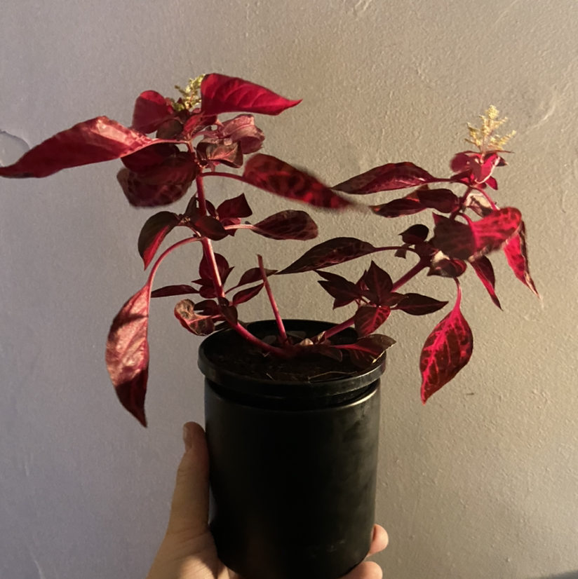 Photo of the plant species Herbst's Bloodleaf by @MrdR named Dexter on Greg, the plant care app