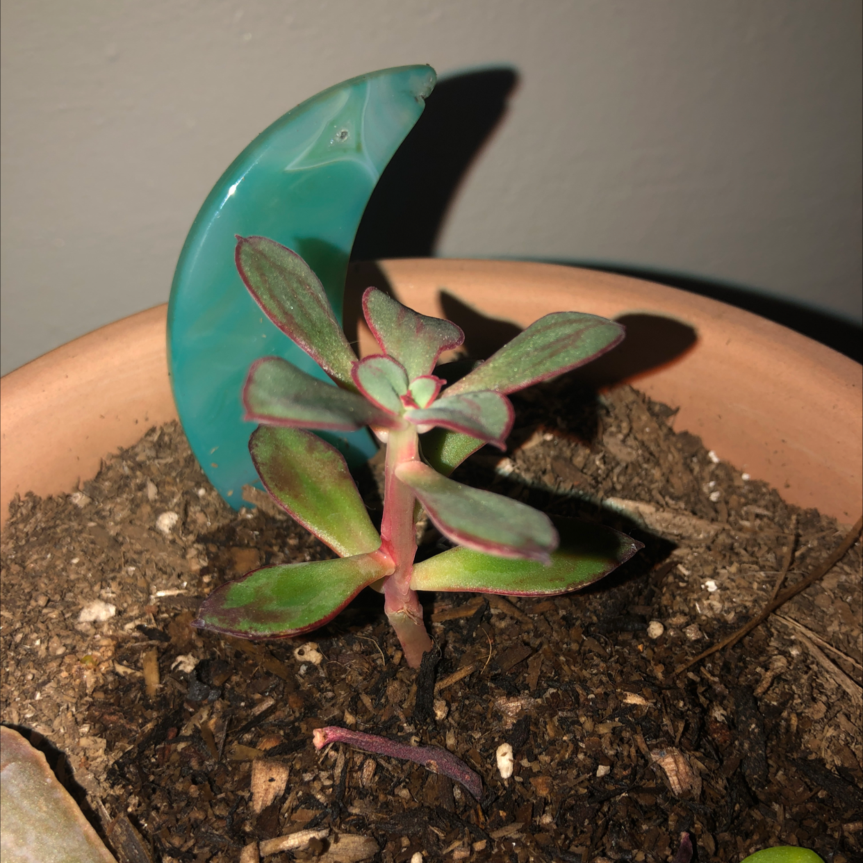 Painted Echeveria plant in a pot with visible soil, appears healthy.