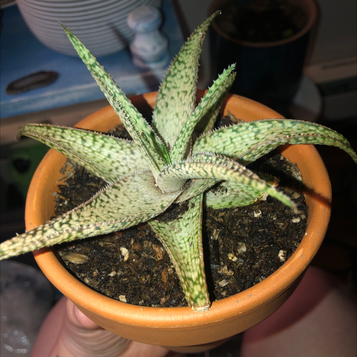 Photo of the plant species Aloe deltoideodonta by @haileyyrosee named Pheter on Greg, the plant care app