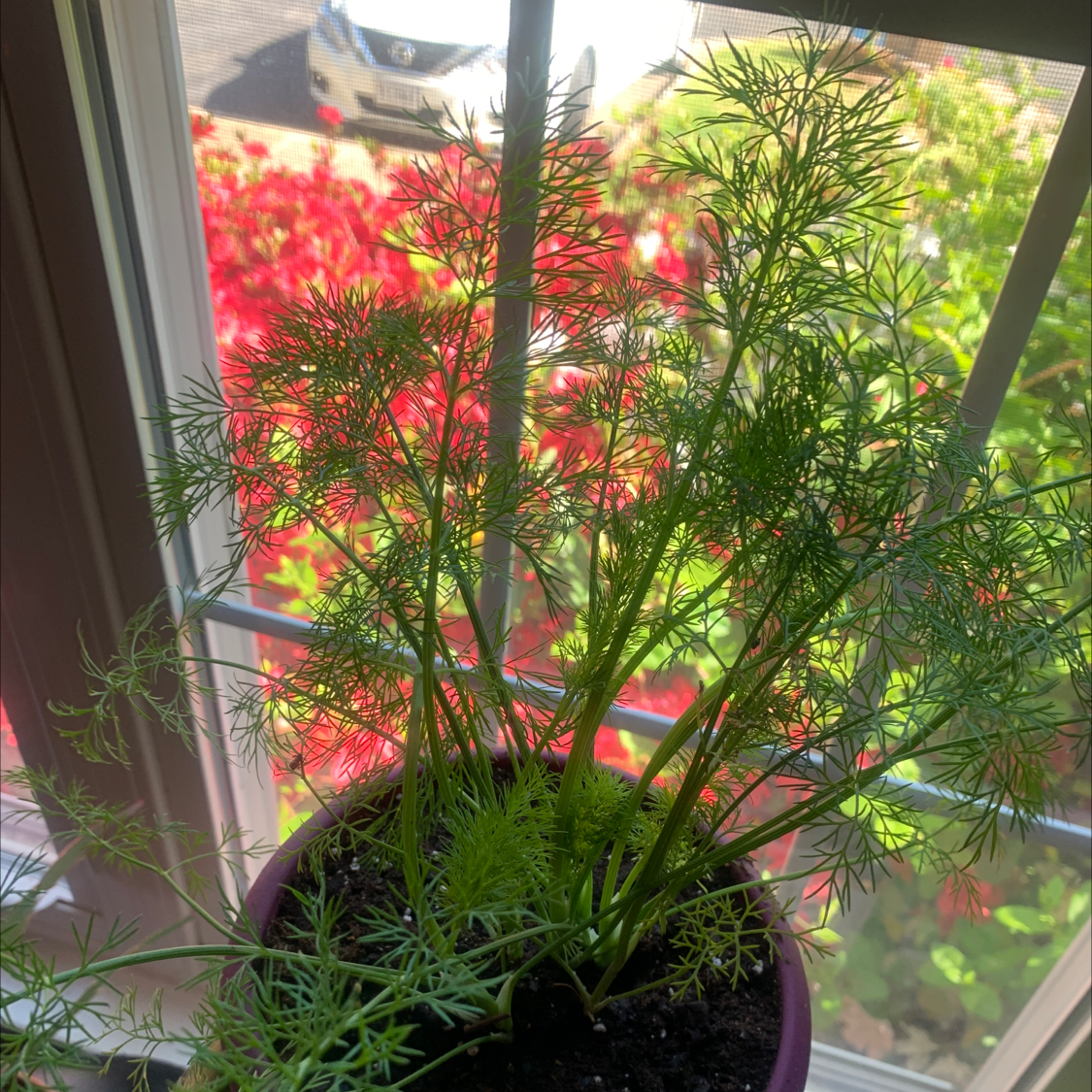 Healthy Dill plant in a pot near a window with visible soil.