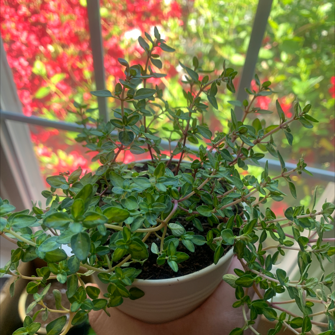 A thriving potted Common Thyme plant with dense green and red leaves, sitting outdoors against a colorful fall foliage background.